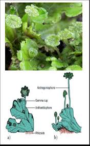 Attēlu rezultāti vaicājumam “Paraleucobryum longifolium sporophyte”