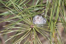 Attēlu rezultāti vaicājumam “Retinia resinella pupa”