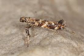 Attēlu rezultāti vaicājumam “Gracillaria syringella”