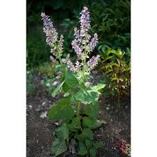 Image result for Salvia sclarea