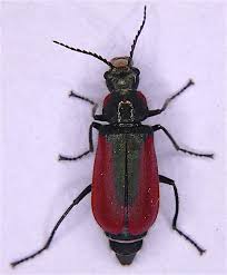 Attēlu rezultāti vaicājumam “Malachidae”