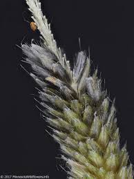 Attēlu rezultāti vaicājumam “Alopecurus aequalis flower”