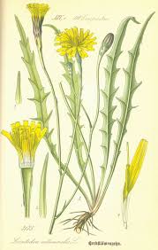 Attēlu rezultāti vaicājumam “Leontodon autumnalis”