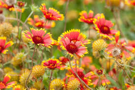 Image result for Gaillardia
