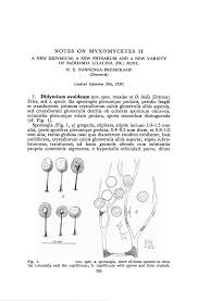 Attēlu rezultāti vaicājumam “Badhamia lilacina spores”