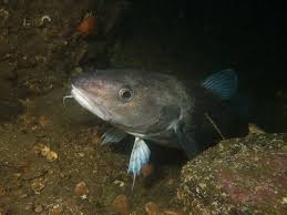 Image result for Gadus macrocephalus