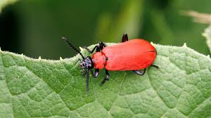 Attēlu rezultāti vaicājumam “Pyrochroa coccinea”