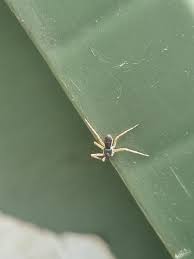 Attēlu rezultāti vaicājumam “Trichia longipalpis macro”