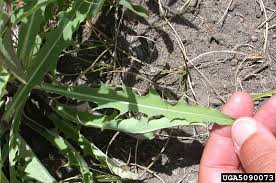 Image result for Cichorium intybus