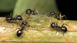 Attēlu rezultāti vaicājumam “Lasius fuliginosus”