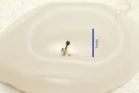 Attēlu rezultāti vaicājumam “Microcalicium disseminatum”