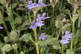 Attēlu rezultāti vaicājumam “Glechoma hederacea flower”