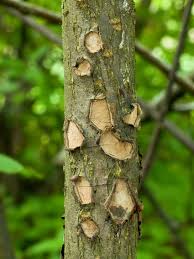 Attēlu rezultāti vaicājumam “Biscogniauxia granmoi”