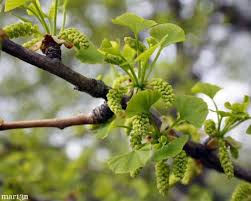 Attēlu rezultāti vaicājumam “Ginkgo biloba female flower”