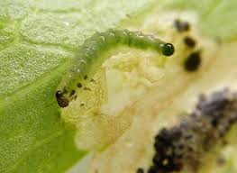 Attēlu rezultāti vaicājumam “Pristiphora maesta larva”