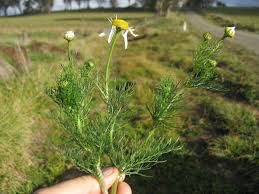 Attēlu rezultāti vaicājumam “Tripleurospermum inodorum flower”