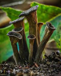 Attēlu rezultāti vaicājumam “Diderma testaceum sessile”