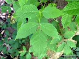 Attēlu rezultāti vaicājumam “Acer negundo leaf”