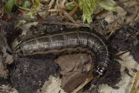 Attēlu rezultāti vaicājumam “Cerapteryx graminis”