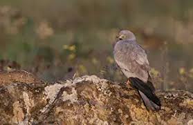 Attēlu rezultāti vaicājumam “Circus pygargus adult”