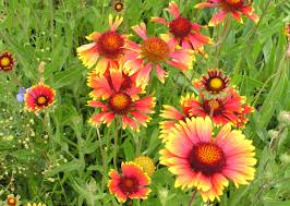 Image result for Gaillardia amblyodon
