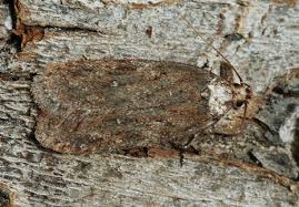 Attēlu rezultāti vaicājumam “Depressaria olerella”