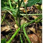 Attēlu rezultāti vaicājumam “Ranunculus lanuginosus leaf”