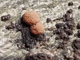 Attēlu rezultāti vaicājumam “Hypoxylon fragiforme / howeianum”