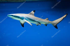 Image result for Carcharhinus melanopterus