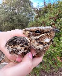 Image result for Caprimulgus ruficollis