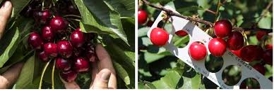 Attēlu rezultāti vaicājumam “Cerasus”