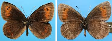 Attēlu rezultāti vaicājumam “Erebia aethiops upperside”