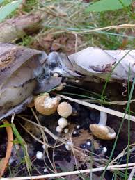 Attēlu rezultāti vaicājumam “Asterophora lycoperdoides”