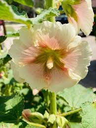 Image result for Alcea rosea