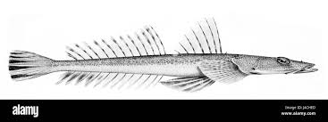 Image result for Platycephalus richardsoni