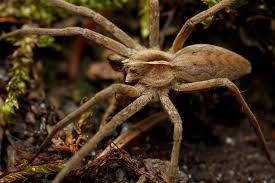 Attēlu rezultāti vaicājumam “Pisaura mirabilis”