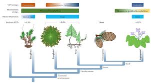 Attēlu rezultāti vaicājumam “Sanionia uncinata  sporophyte”