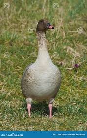 Attēlu rezultāti vaicājumam “Anser brachyrhynchus”