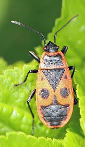 Attēlu rezultāti vaicājumam “Pyrrhocoris apterus”