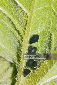 Attēlu rezultāti vaicājumam “Aphididae”