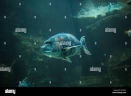 Image result for Cymatoceps nasutus