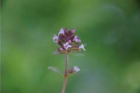 Attēlu rezultāti vaicājumam “Thymus pulegioides flower”