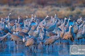 Image result for Grus canadensis