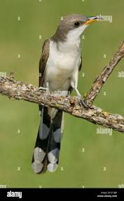 Image result for Coccyzus americanus