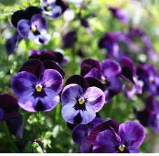 Image result for Viola cornuta