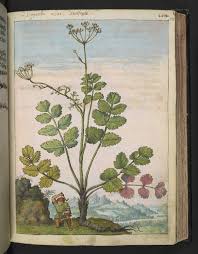 Attēlu rezultāti vaicājumam “Pimpinella major”