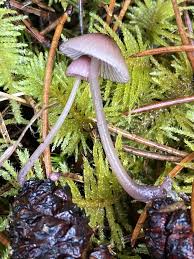 Attēlu rezultāti vaicājumam “Mycena rosella”