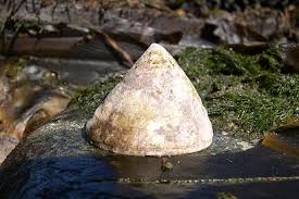 Attēlu rezultāti vaicājumam “Cribraria costata”