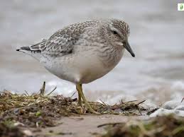 Attēlu rezultāti vaicājumam “Calidris canutus adult”