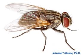 Attēlu rezultāti vaicājumam “Muscidae”